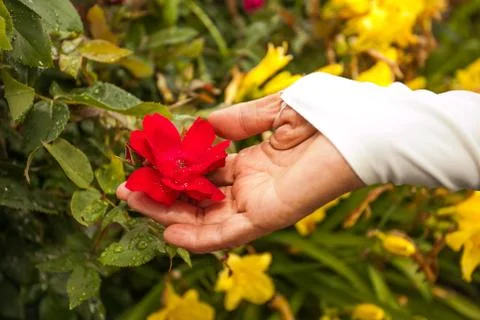 Flower with a hand Stock Photos
