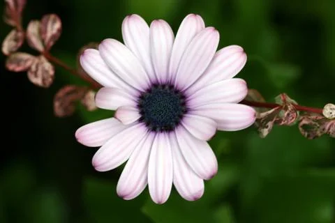 Flower hanging on Stock Photos