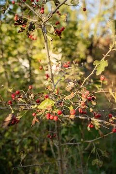 A flower hanging from a tree Stock Photos