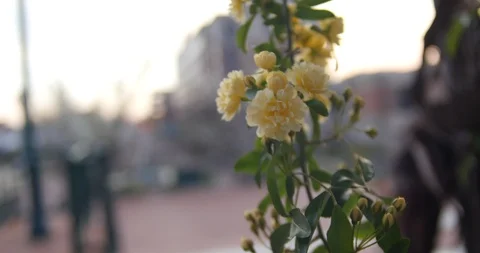 Flower hangs off Vine at magic hour 動画素材 91272085