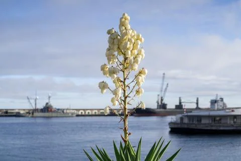 Flower in the harbor Foto stock