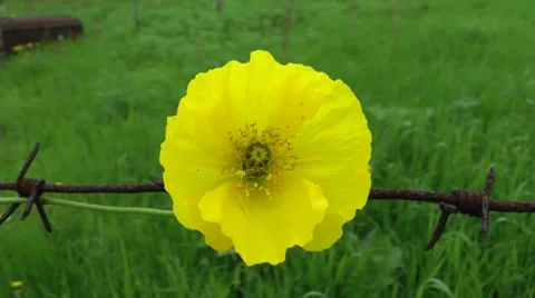 The flower has clung for a barbed wire Видео 8561876