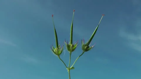 The flower has lost all petals, soon autumn shakes on a wind. Stock Footage 10701131