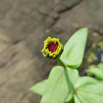 This flower has a very thin and stiff corolla similar to a sheet of paper. Stock Photos