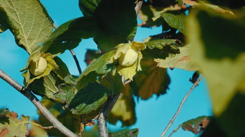 Flower hazelnuts on a branch Stock Footage 65938092