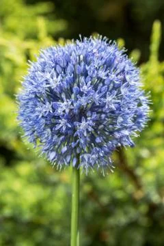 Flower head of Allium. close-up. Stock Photos