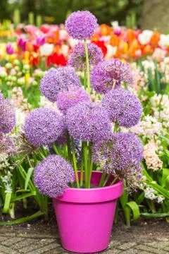 Flower head of Allium Stock Photos