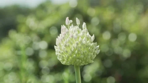 Flower head of Garlic in bloom. Video stock 131860434