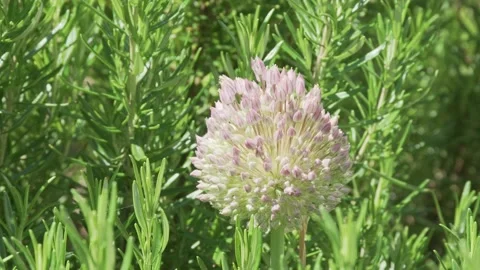 Flower head of Garlic in bloom Vídeos de archivo 131860507