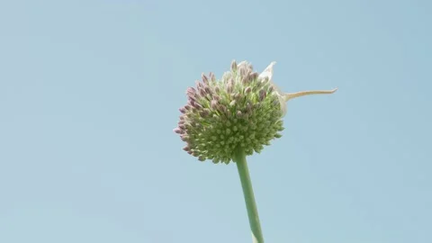 Flower head of Garlic in full bloom on blue sky background Stock-Footage 131860315