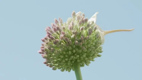 Flower head of Garlic in full bloom on blue sky background Video stock 131860372