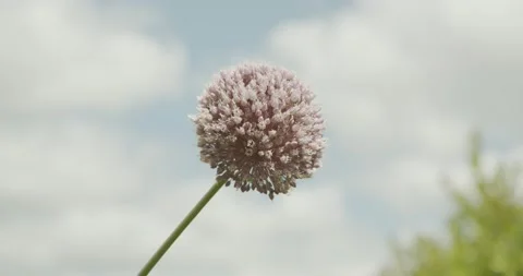 Flower head of Garlic in full bloom on blue sky background Video stock 134390261