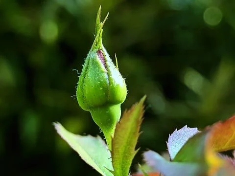 Flower Head In Nature Stock Photos