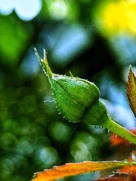 Flower Head In Nature Stock Photos