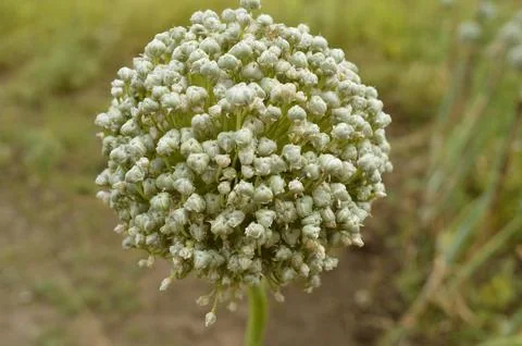 Flower head of an onion Stock Photos