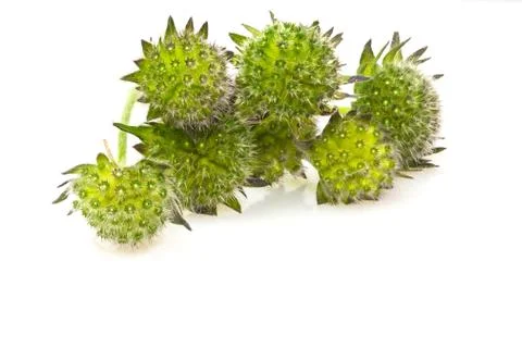 Flower head Stock Photos