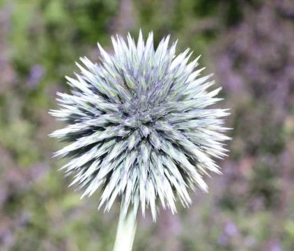 Flower Head. Stock Photos