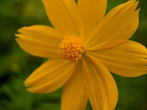 Flower head Foto stock