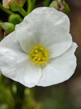 Flower head Stock Photos