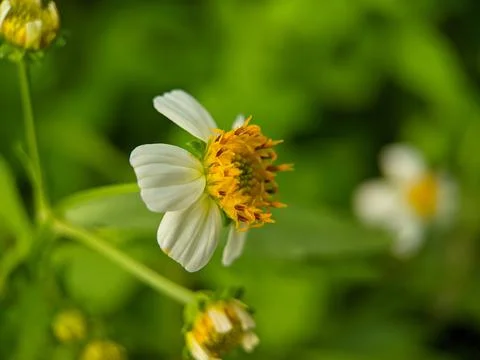 Flower head Foto stock