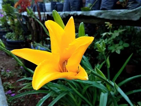 Flower head Stock Photos