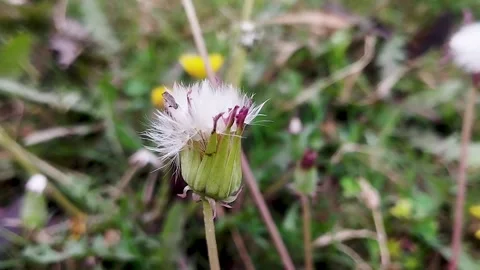 Flower head in the process of turning into seed, likely a type of sintrong p Stock Footage 330520442