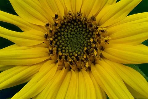 Flower head (pseudanthium) of common sunflower (Helianthus annuus) ( Stock Photos