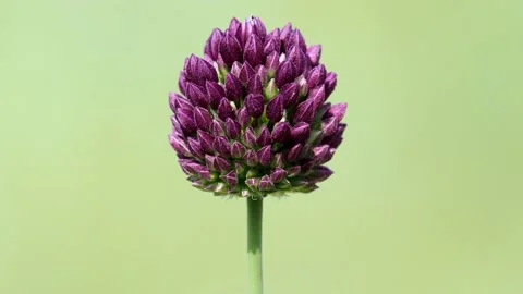 Flower head of round-headed leek garlic. Allium rotundum Stock Footage 155332228