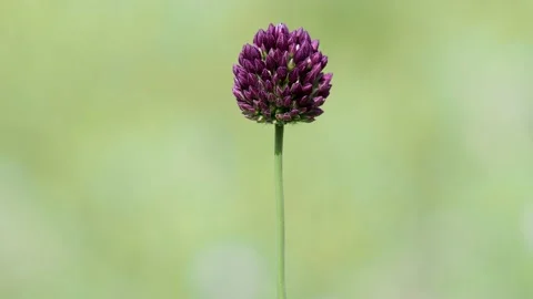 Flower head of round-headed leek. Allium rotundum Stock Footage 156895555