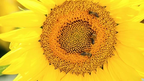 Flower head of the sunflower with bees Stock Footage 91867690