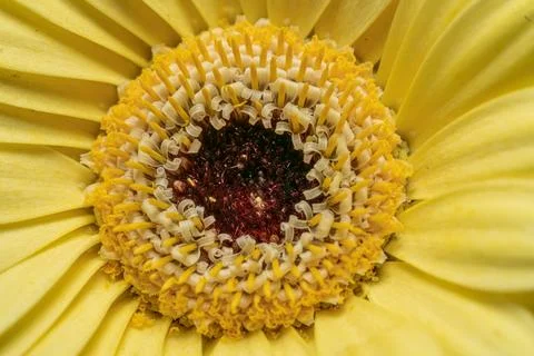 Flower head texture macro close up, sun shape and color Stock Photos