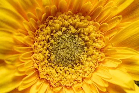Flower head texture macro close up, bright sun shape and color Stock Photos