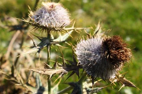 Flower head Thistle with sharp prickles. Foto stock