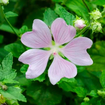 Flower Head of Tree Mallow (Lavatera maritima) Stock Photos