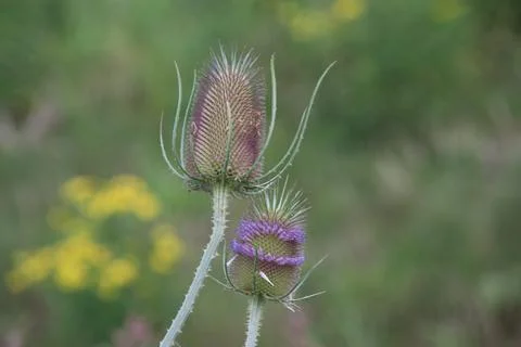Flower heads of the wild teasel along side of the road Stock Photos