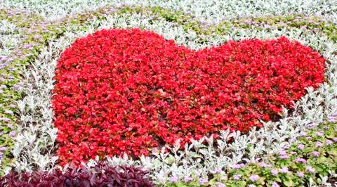 Flower heart Stockfoto's