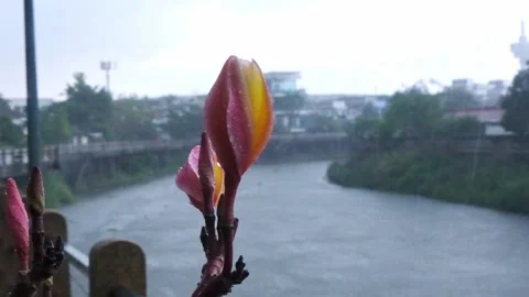 A flower in heavy rain at the riverside Stock Footage 205550393