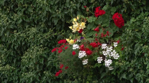 Flower hedge Stock Footage 27882742