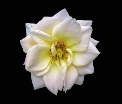 Flower Herbert Stevens Stock Photos