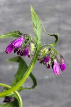 Flower herbs comfrey Stock Photos