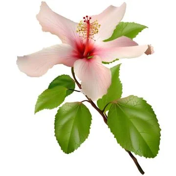 Flower Hibiscus Stock Illustration