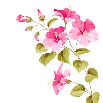Flower hibiscus Stock Illustration