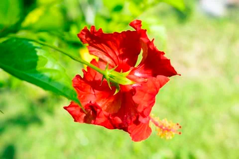 Flower of Hibiscus. Stock Photos