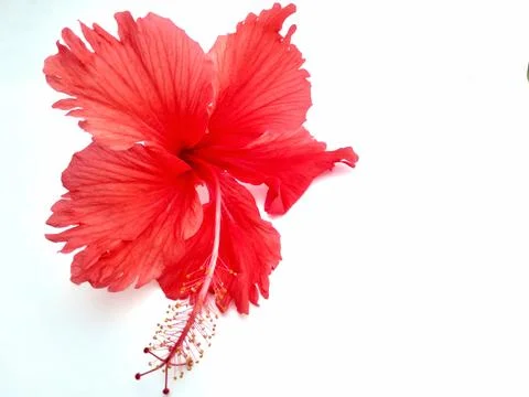 Flower hibiscus Stock Photos