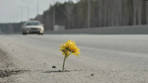 Flower on the highway Video stock 107531884