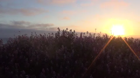 Flower HIll Stock Footage 51023640