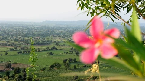 Flower at hills in evening time Stock-Footage 96319457