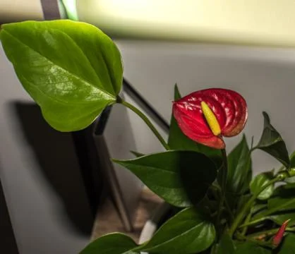 Flower at home Stock Photos