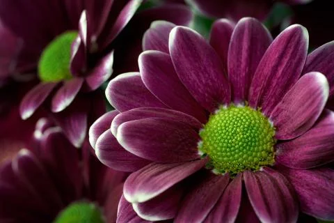 Flower at home Stock Photos