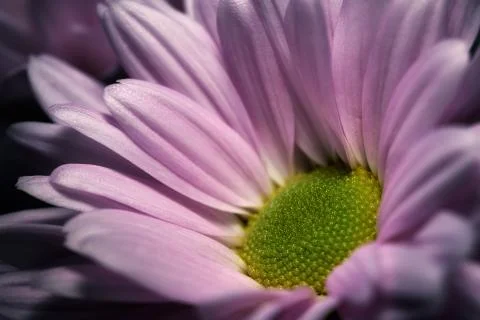 Flower at home Stock Photos